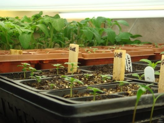 how to start seeds indoors with grow lights
