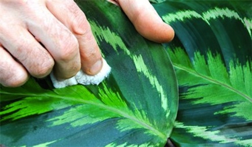 tips on winter care for house plants
